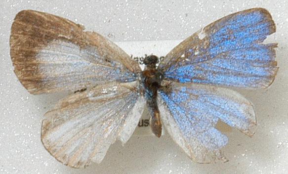 Celastrina neglecta (Bilateral gynandromorph) (Internet Image property of respective owner, non-commercial use only)